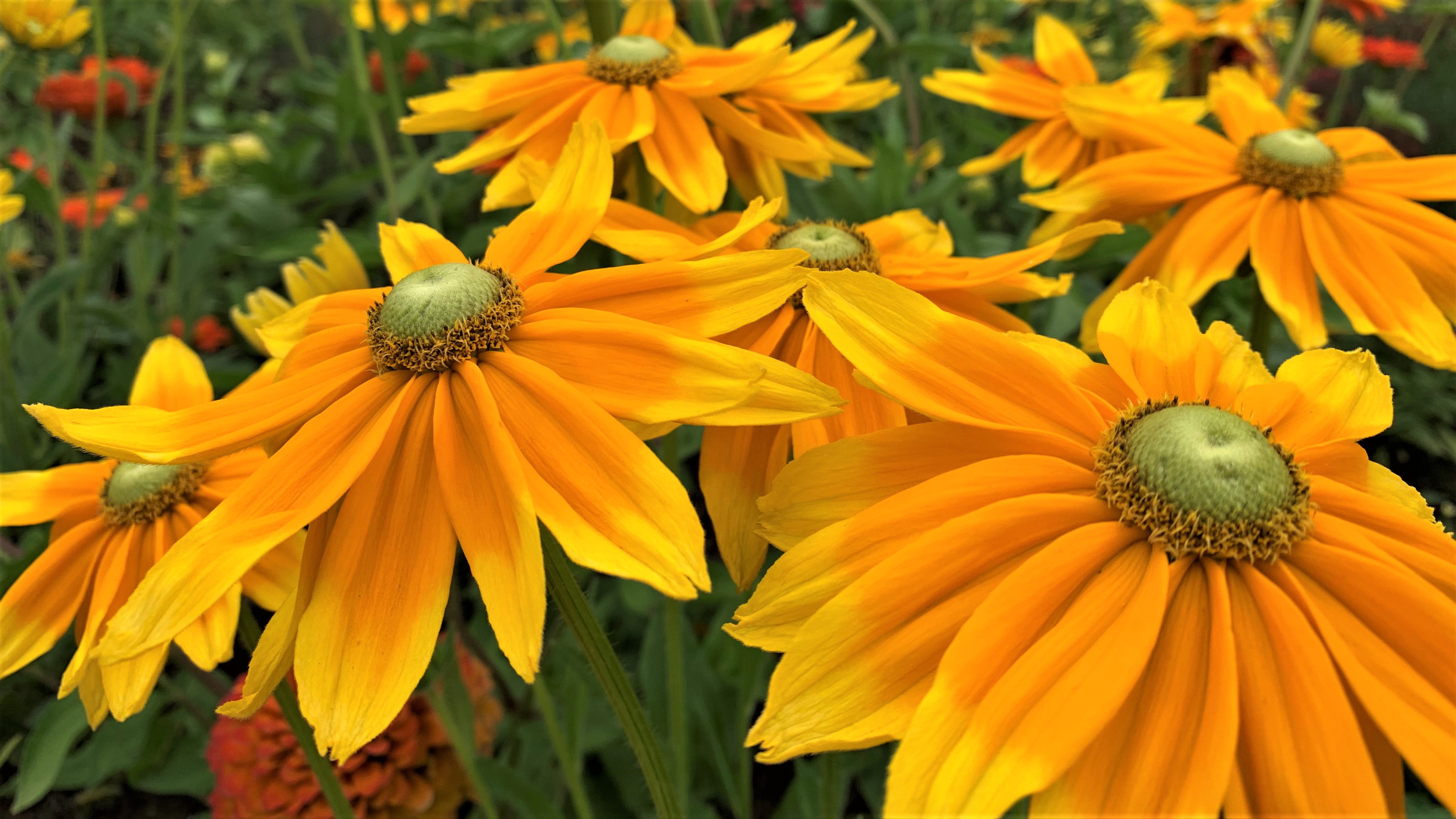 FLOWER 13